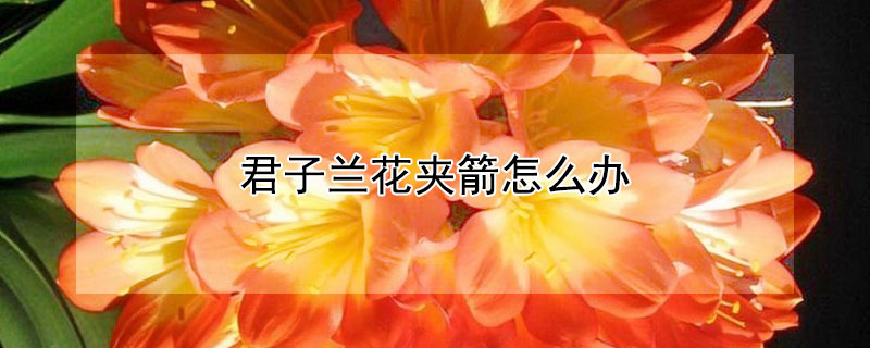 君子兰花夹箭怎么办（君子兰花夹箭怎么回事）