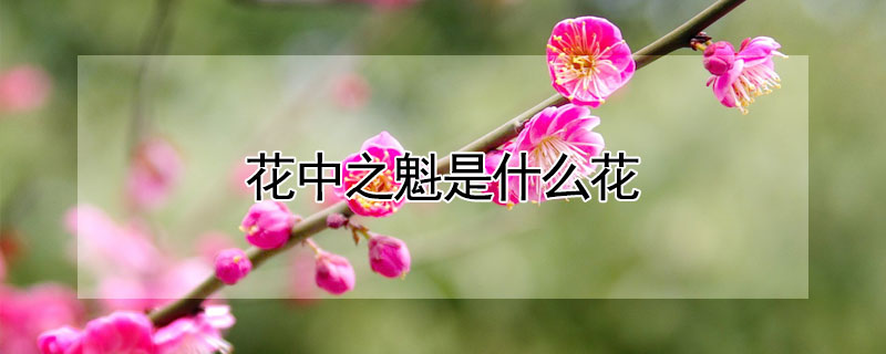 花中之魁是什么花（什么花被称为花中之魁）