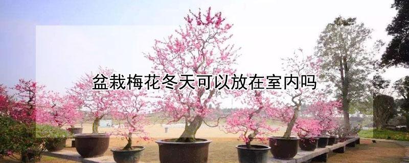 盆栽梅花冬天可以放在室内吗（梅花冬天放室内行吗）