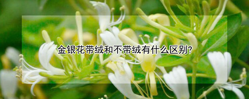 金银花带绒和不带绒有什么区别? 金银花带绒和不带绒的区别