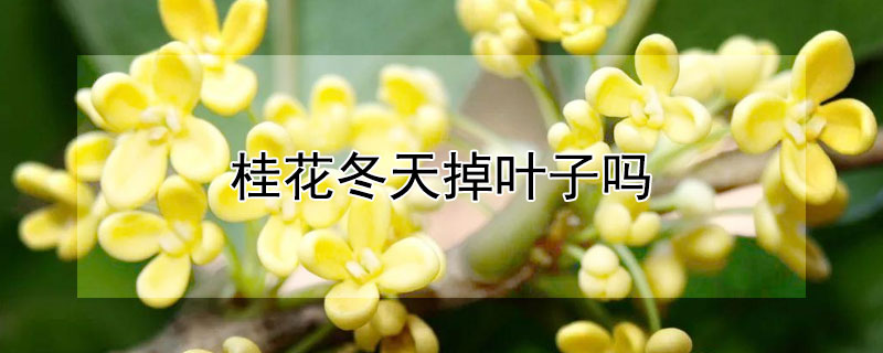 桂花冬天掉叶子吗 桂花过冬掉叶子