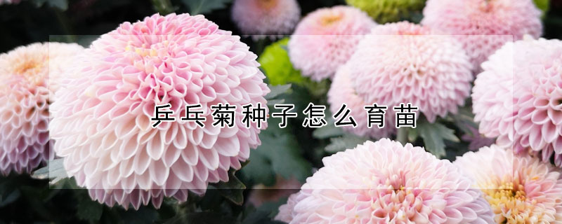 乒乓菊种子怎么育苗（乒乓球菊种子种植方法）