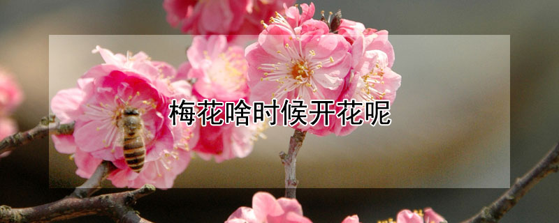 梅花啥时候开花呢 梅花什么时候开花结果