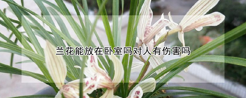 兰花能放在卧室吗对人有伤害吗 兰花放在卧室对人体有没有害