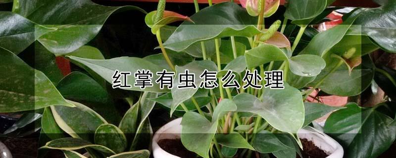 红掌有虫怎么处理（红掌叶子有虫怎么办）