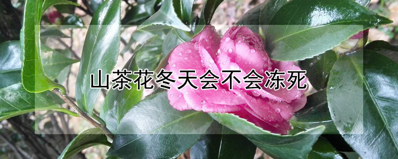 山茶花冬天会不会冻死（山茶花冬天会不会冻死放室内）