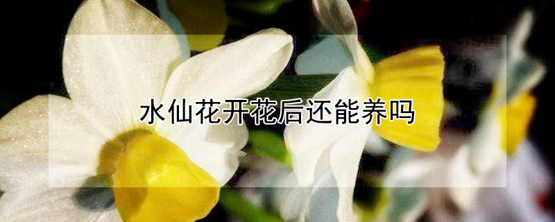 水仙花开花后还能养吗（水仙花开完花还能养吗）