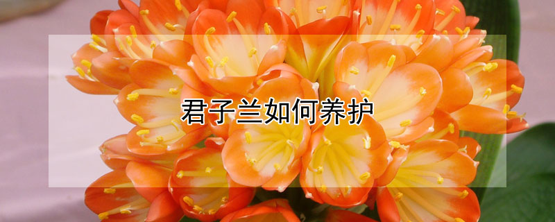 君子兰如何养护（叶艺君子兰如何养护）