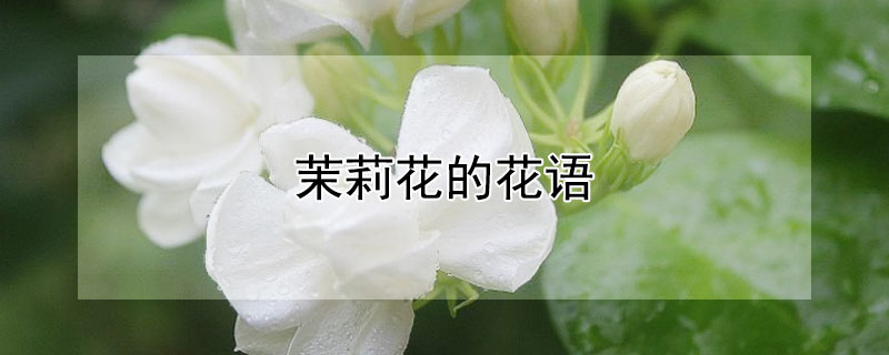 茉莉花的花语（白色茉莉花的花语）