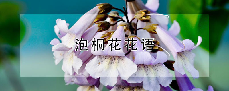 泡桐花花语（泡桐花寓意）