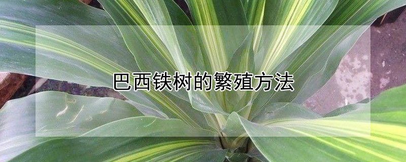 巴西铁树的繁殖方法