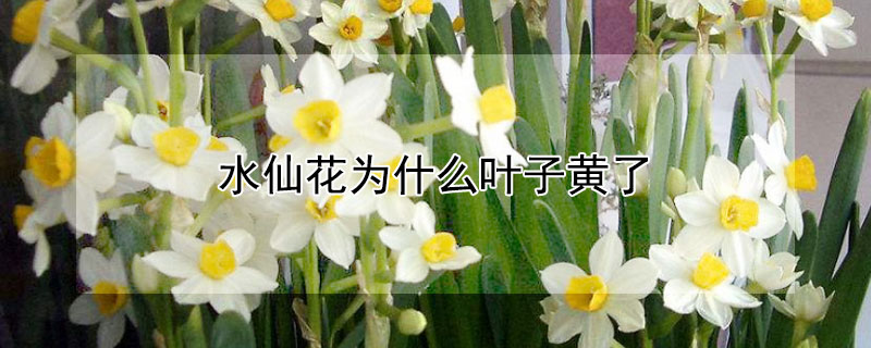 水仙花为什么叶子黄了（水仙花叶子黄了是因为什么）