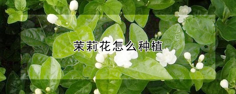 茉莉花怎么种植（带花苞的茉莉花怎么种植）