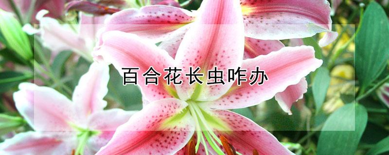 百合花长虫咋办（百合花长虫子了怎么办）