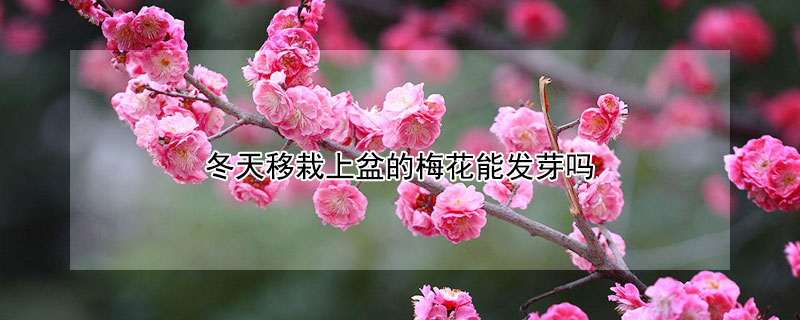 冬天移栽上盆的梅花能发芽吗 盆栽梅花多久发芽