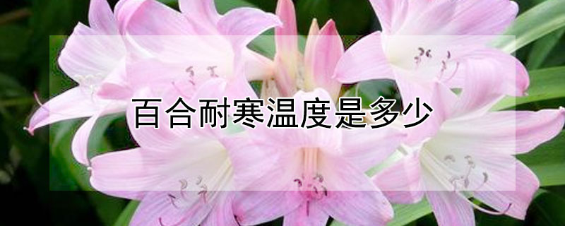 百合耐寒温度是多少（百合耐低温多少度）