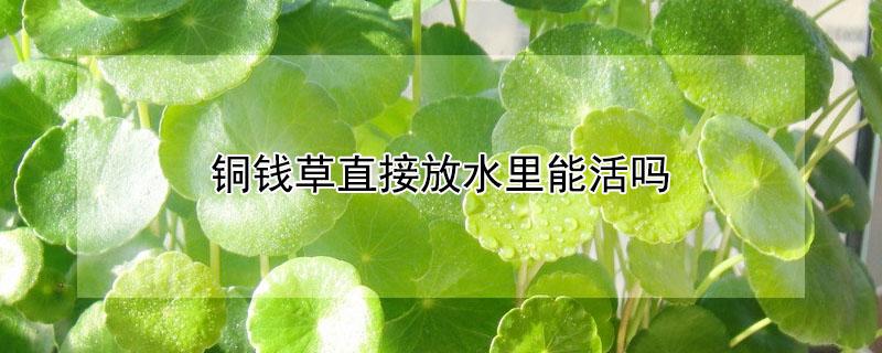 铜钱草直接放水里能活吗（铜钱草种在水里可以活吗）