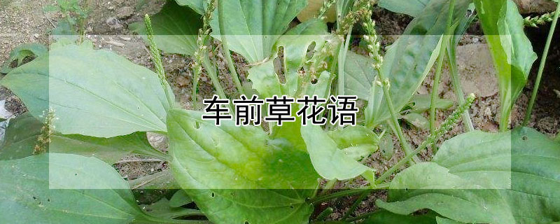 车前草花语（车前草 花）