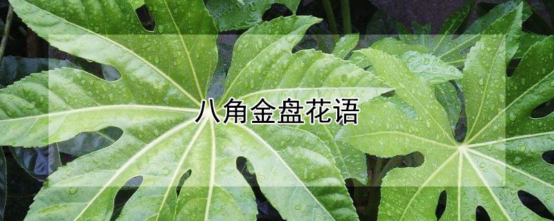 八角金盘花语 八角金盘花图片大全