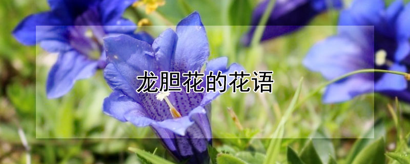 龙胆花的花语 龙胆花的花语是什么