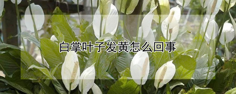 白掌叶子发黄怎么回事（水培白掌叶子发黄怎么办）