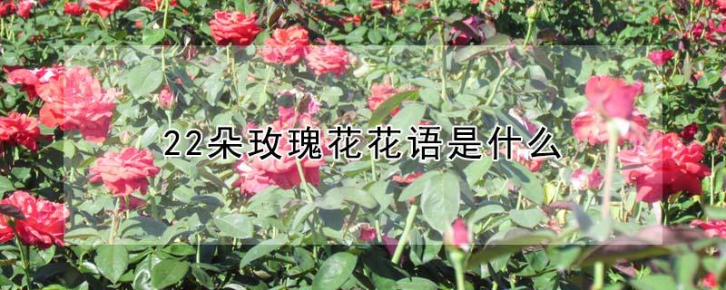 22朵玫瑰花花语是什么 玫瑰花语22朵代表什么