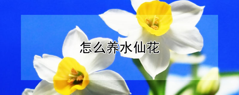 怎么养水仙花 怎么养水仙花才能长得好