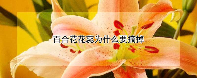 百合花花蕊为什么要摘掉（百合花为啥把花蕊摘了）