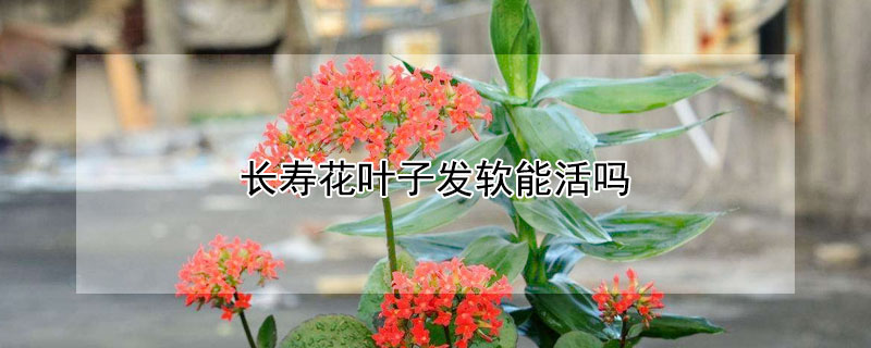 长寿花叶子发软能活吗（刚栽的长寿花叶子发软什么原因）