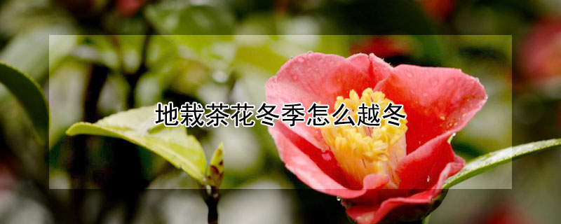 地栽茶花冬季怎么越冬 茶花地栽冬天怎么养