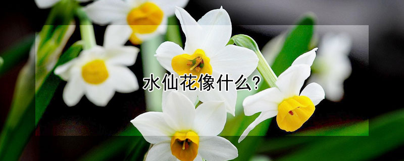 水仙花像什么?（水仙花像什么站在小河边）