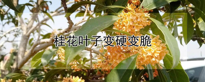 桂花叶子变硬变脆（桂花叶子变硬变脆还能活吗）