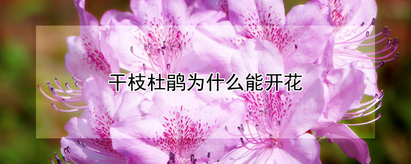 干枝杜鹃为什么能开花（干枝杜鹃能开几次花）