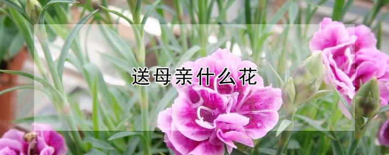 送母亲什么花 送母亲鲜花送什么花