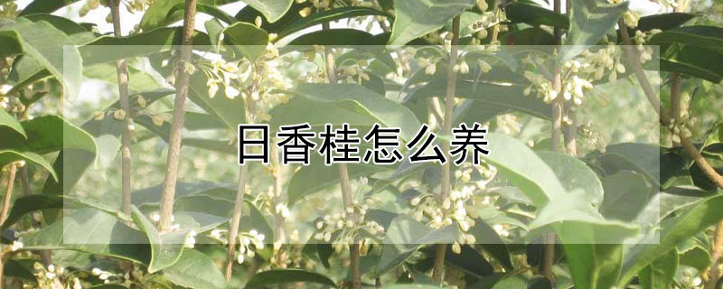 日香桂怎么养（日香桂的养殖方法和注意事项）