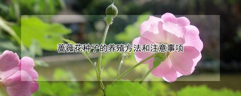 蔷薇花种子的养殖方法和注意事项 蔷薇花幼苗的养殖方法