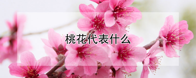 桃花代表什么 桃花代表什么数字