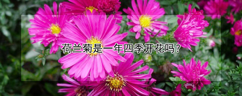 荷兰菊是一年四季开花吗（荷兰菊花四季开花吗）