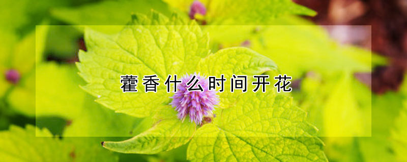 藿香什么时间开花 藿香几月份开花