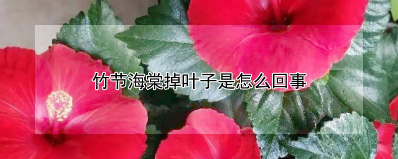 竹节海棠掉叶子是怎么回事（竹节海棠枯叶怎么回事）