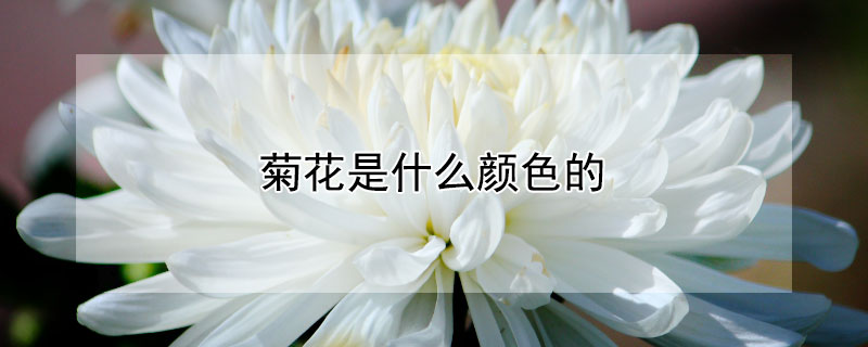 菊花是什么颜色的（干白菊花是什么颜色的）