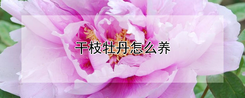 干枝牡丹怎么养（栀子牡丹花怎么养）