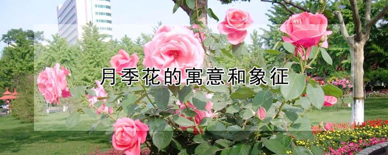 月季花的寓意和象征（月季花的寓意是什么）