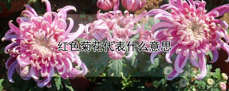 红色菊花代表什么意思 红菊花代表什么象征意义