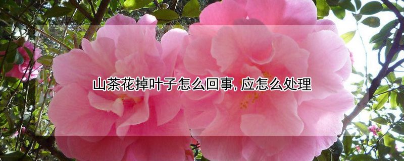 山茶花掉叶子怎么回事,应怎么处理（山茶花掉叶子怎么回事山茶花掉叶子怎么办）