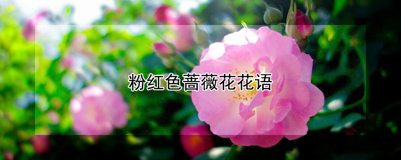 粉红色蔷薇花花语 玫红色蔷薇花语