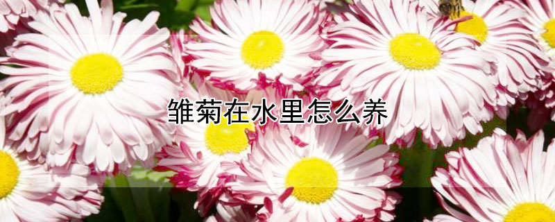 雏菊在水里怎么养