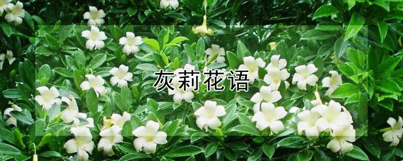 灰莉花语（灰莉的花图片）