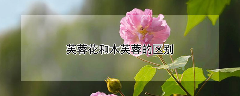 芙蓉花和木芙蓉的区别（芙蓉花和木芙蓉花的区别）