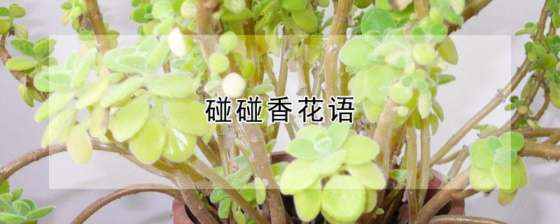 碰碰香花语（碰碰香花语和寓意）